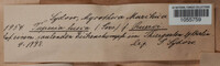 Tapesia fusca image